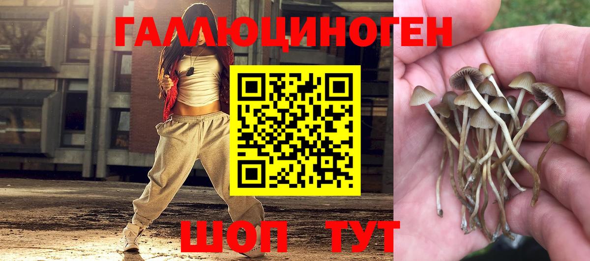 Псилоцибиновые грибы Psilocybine cubensis Гай